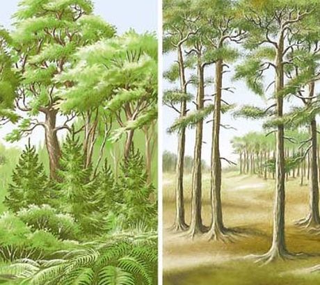 Ökosystem Wald